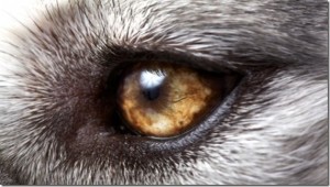 wolf-eyes-small_thumb